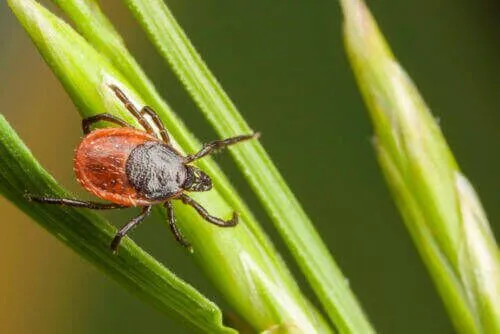 Tick Season in New England Is the Worst It’s Been in Years