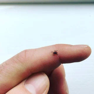 image of an adult female deer tick