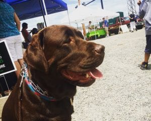 Chatham-dog-at-market