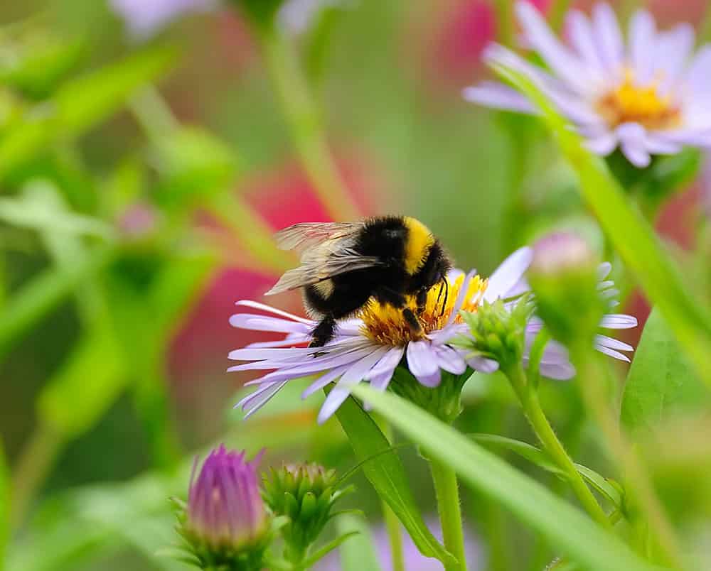 bee-pollen