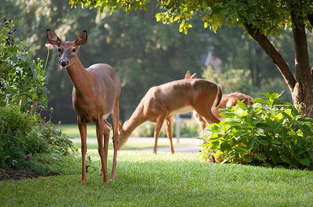 Deers Favored Food