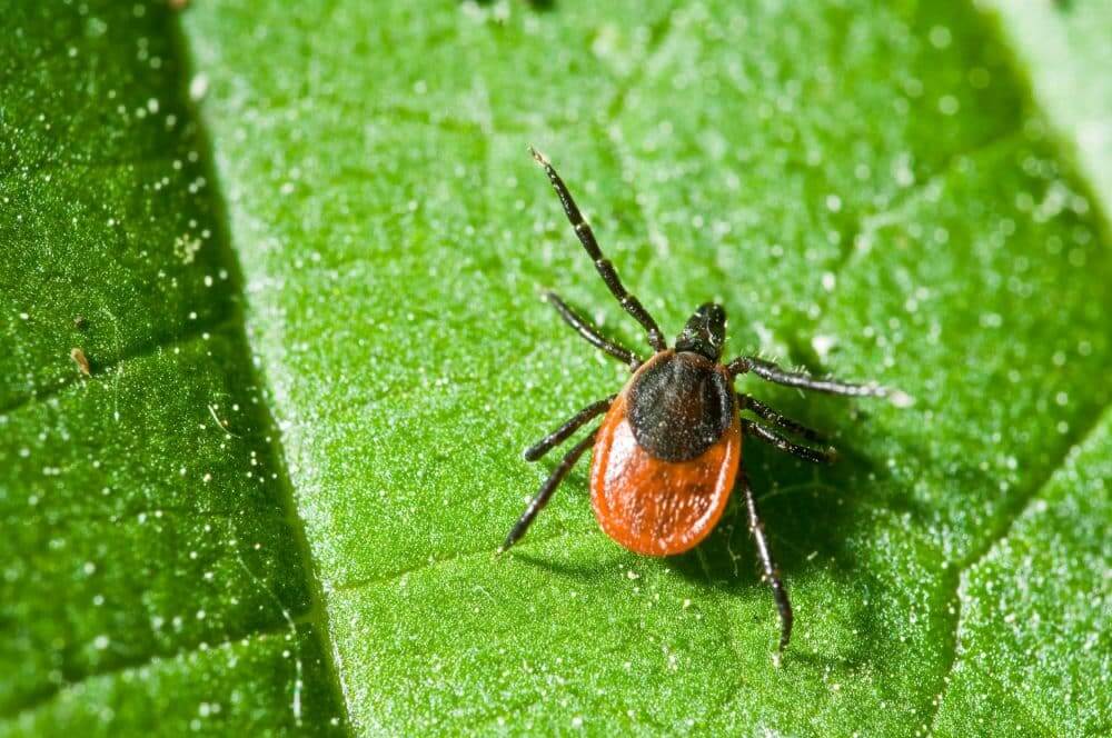 Organic Deer Tick Repellent