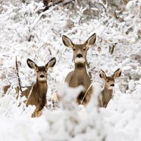 deer-winter-season