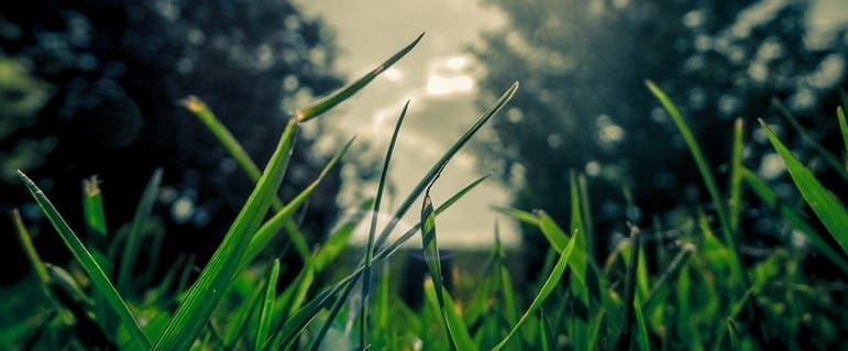 tick prevention tips for reducing tick habitat in your yard tick habitat