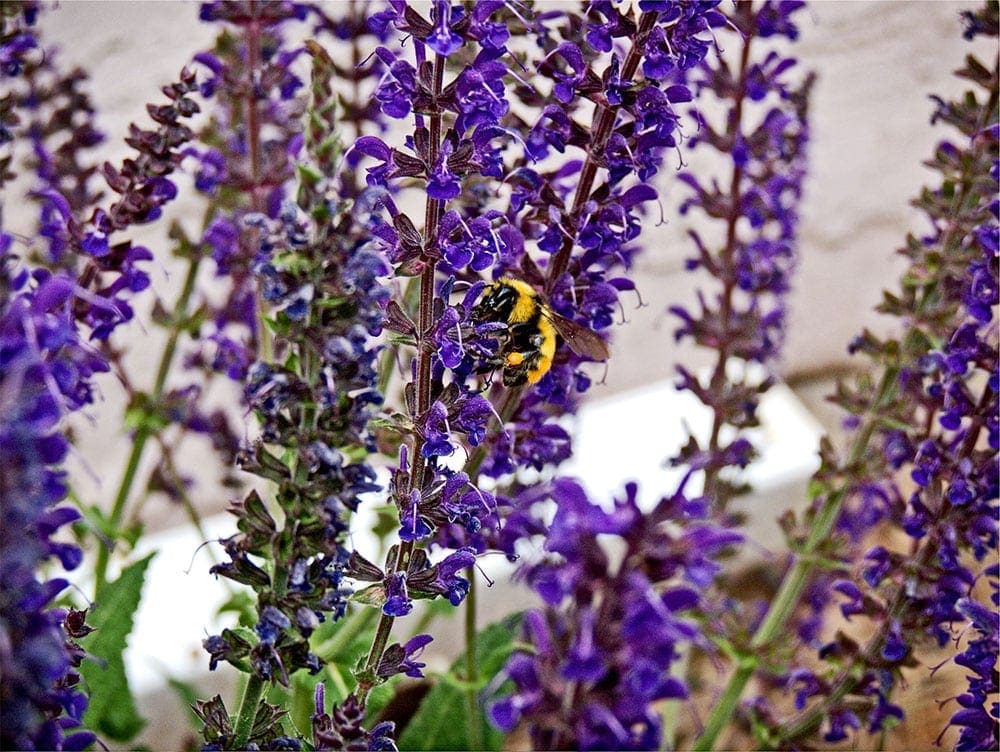 Organic Garden Spray