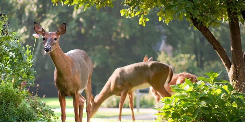 Deter Deer & Protect Your Property
