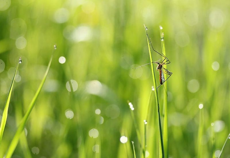 Mosquitos in Mass