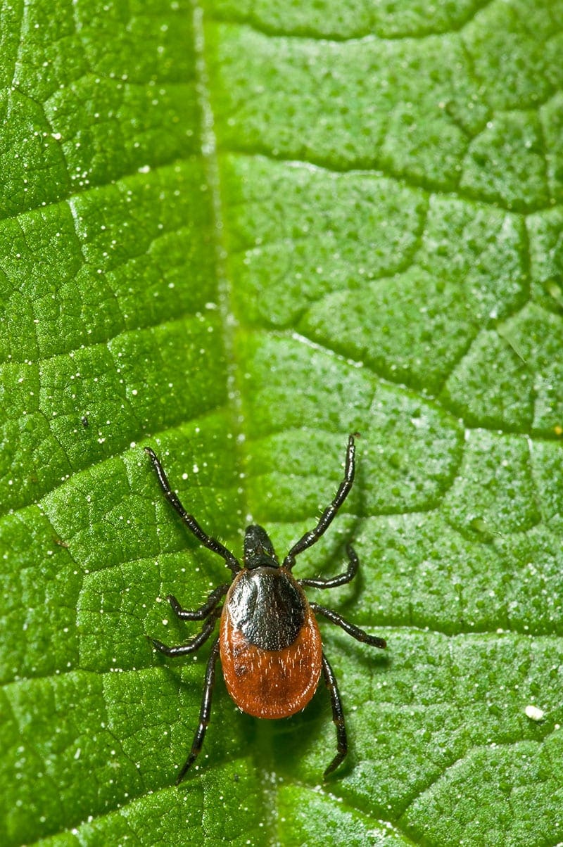 All Natural Tick Control