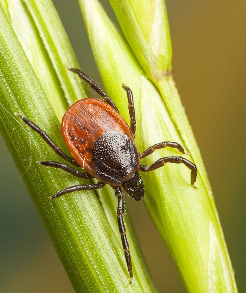 Ticks on the Cape