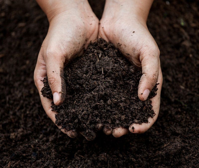 Organic Compost