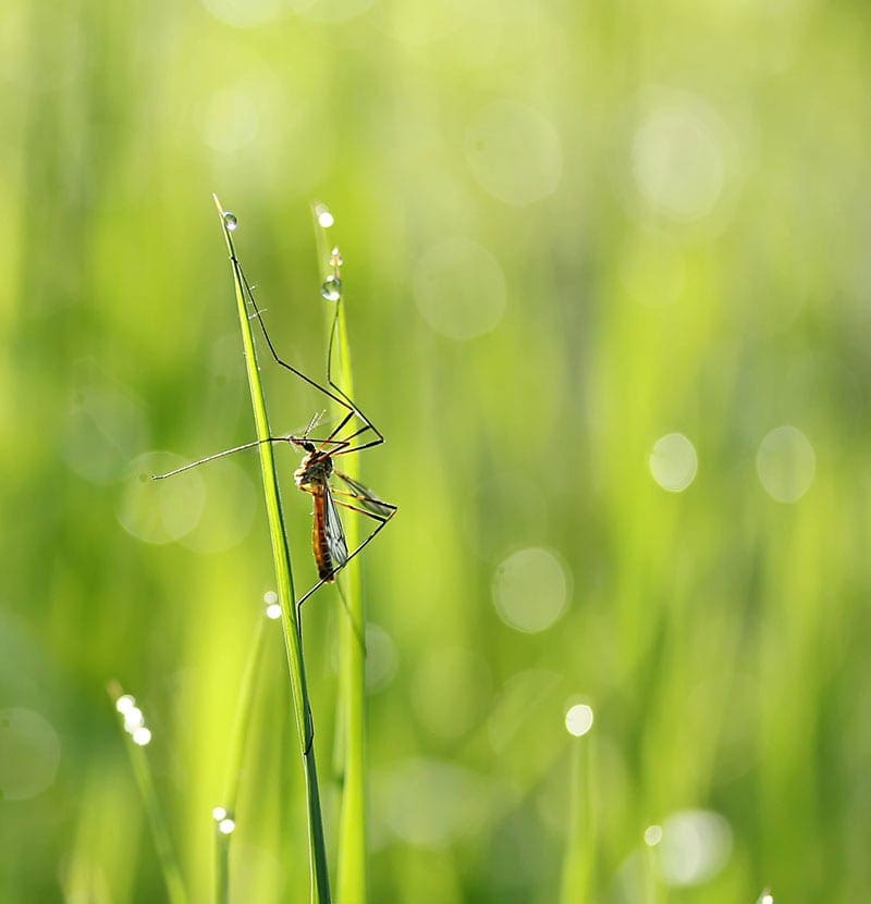 Mosquitos in NH