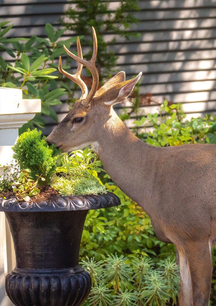 Deer Eating Plants in Planter