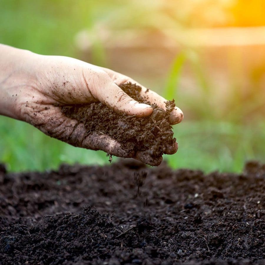 Hands in Soil