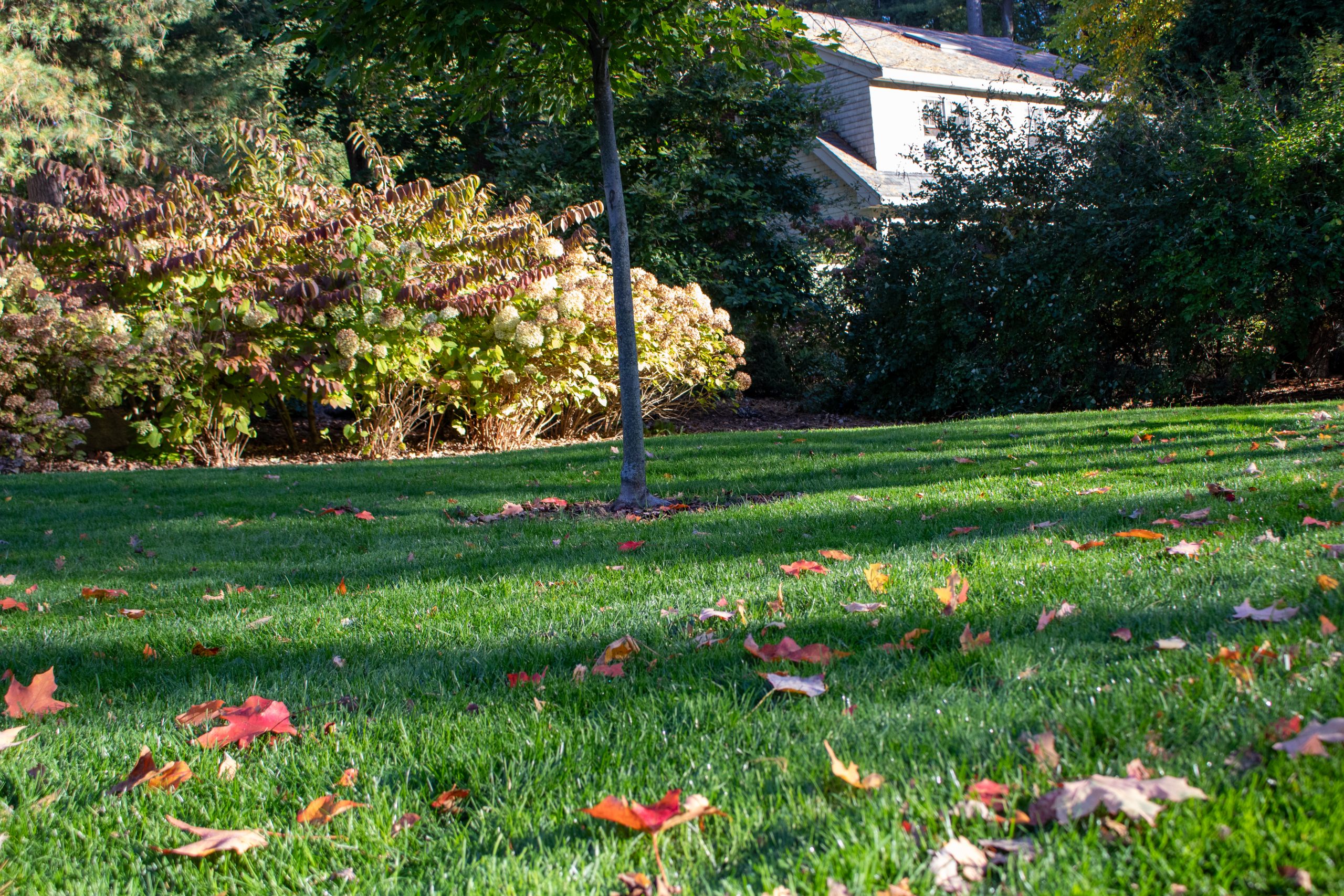 Healthy organic lawn after soil test amendments and nutrient applications.