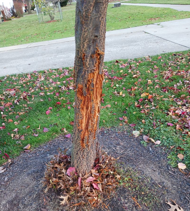 damage on a tree after a buck had a good time rubbing his antlers against it