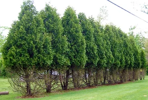arborvitae barrier shrub eaten up with deer damage
