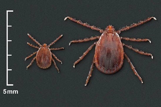 measurement of an Asian Lonhorned Tick