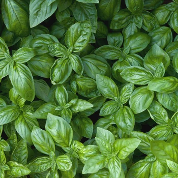 basil makes pesto, and also drives mosquitos and flies out of your yard naturally