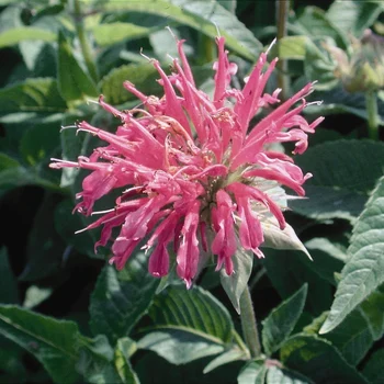 bee balm makes oswego tea, and helps with natural mosquito control