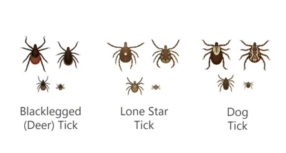 Identifying three different ticks. Blacklegged tick, lone star tick and dog tick