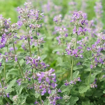 catnip naturally repels mosquitos, termites and even cockroaches