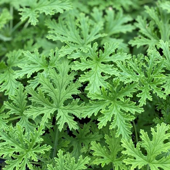 citronella smells wonderful, and helps repel mosquitoes and flies