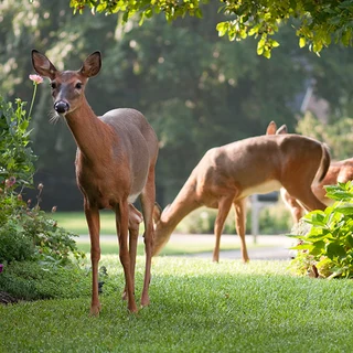 without fencing or deer repellent, wildlife often carry pests like ticks into residential areas