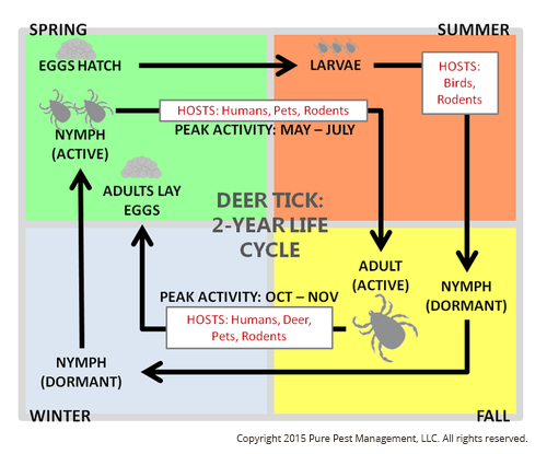 infographic showing the life cycle of deer ticks