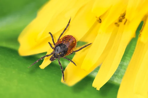 a deer tick seen on Cape Cod