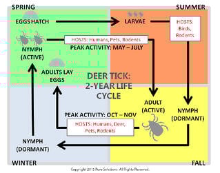 the life cycle that effective spraying for ticks helps disrupt to protect your home from infestations