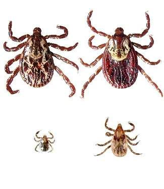 American dog ticks