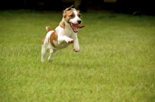 a dog happy and safe because his owners used natural lawn care