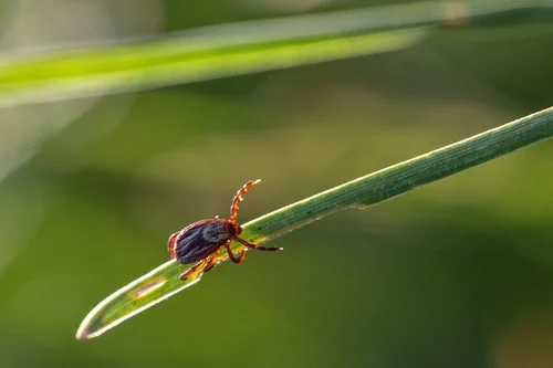 a dog tick seen on Cape Cod