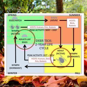 infographic showing the 2 year deer tick life cycle