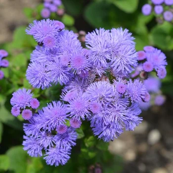 one of the most useful plants for pest control, floss flower repels deer, moquitos, flies and even rabbits