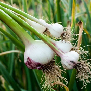 garlic brings the flavor to your meals, and drives mosquitos, ticks, aphids and ants out of your garden