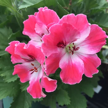 geraniums are popular because of how pretty they are, but they also repel flies, rabbits and mosquitos