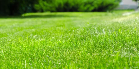 lawn of a client happy with our natural lawn care