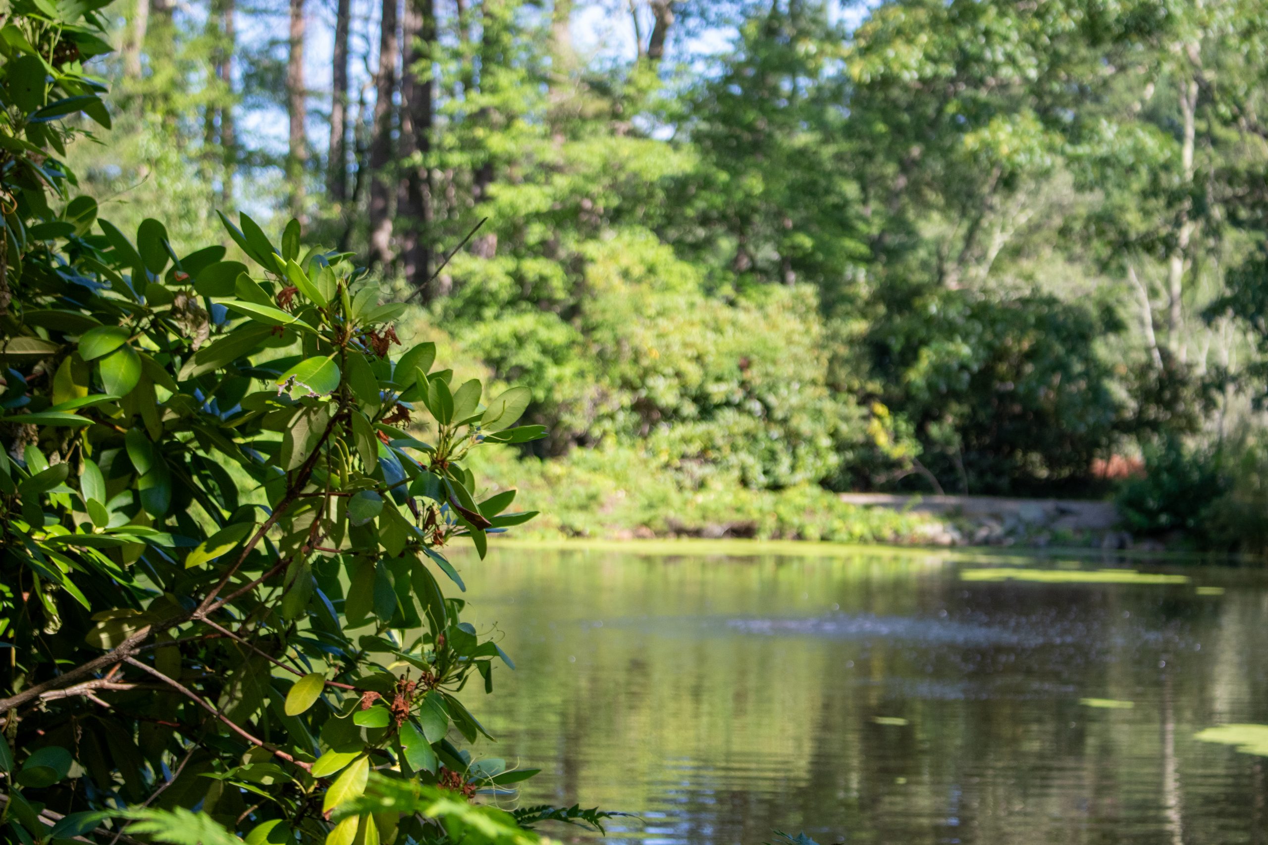How Rain Impacts Mosquito Breeding and Population Surges