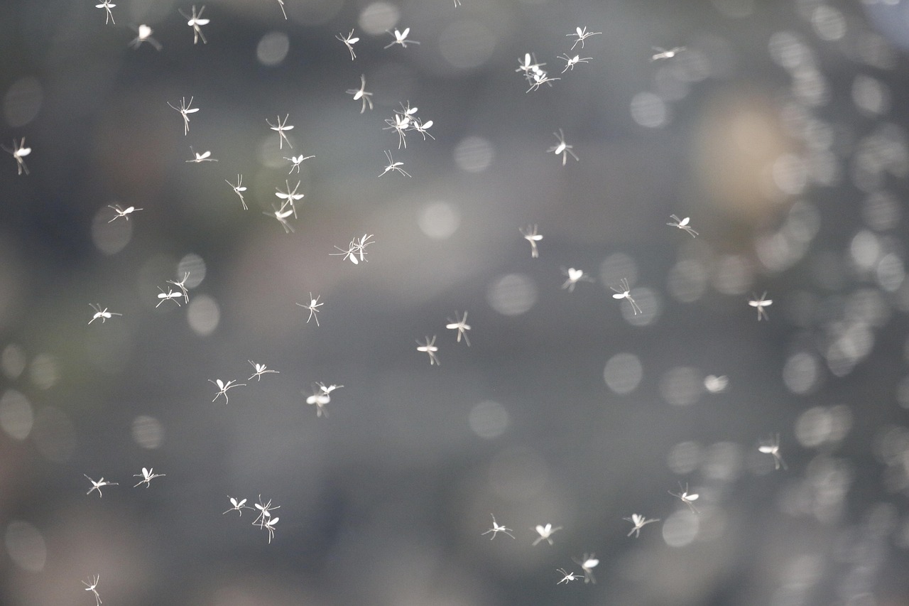 Does Wildfire Smoke and Low Air Quality Affect Mosquito Populations?