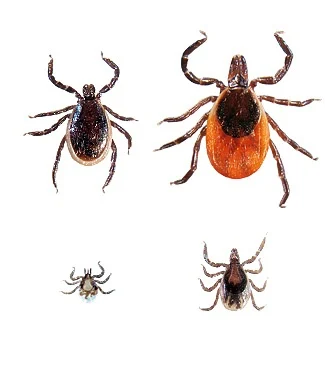 deer ticks - AKA blacklegged ticks