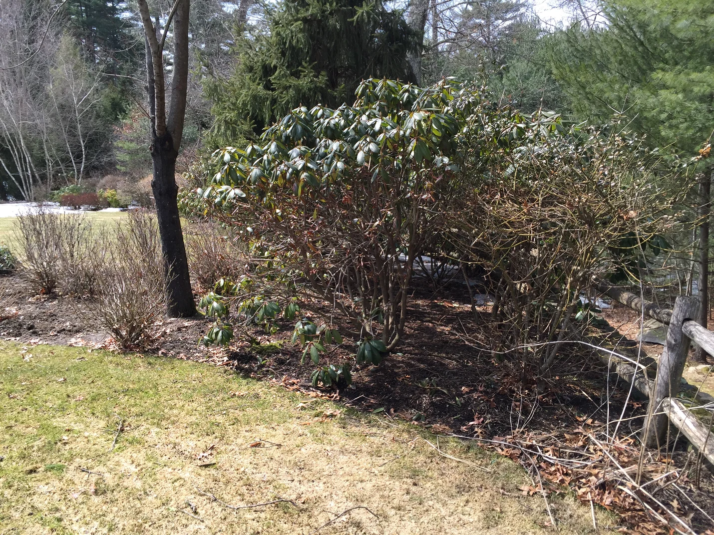landscaping with serious deer damage that can be avoided in the future with an organic deer repellent program