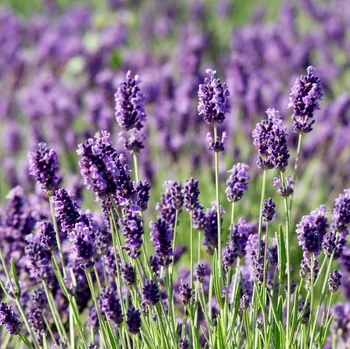 lavender is perhaps the best smelling plant you could have in your landscaping, while driving away pests ranging from mosquitos and ticks to no-see-ums, moths, fleas and flies