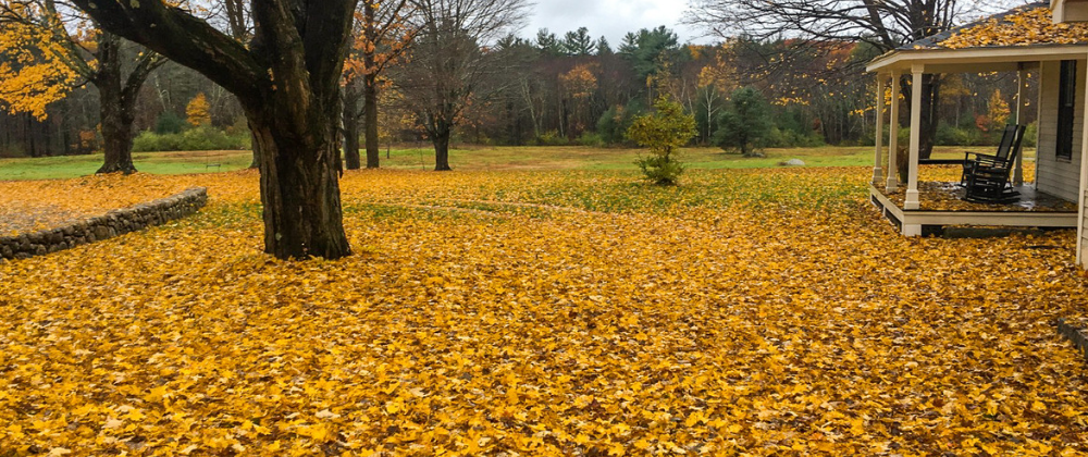 you want to clean up New England fall leaves to limit pest infestations