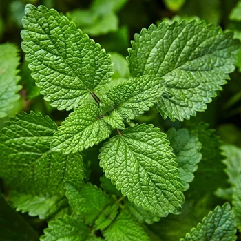 lemon balm is great for naturally repelling pests like mosquitos and fleas