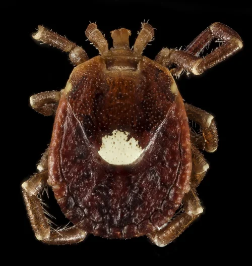 a Lone Star tick on Cape Cod