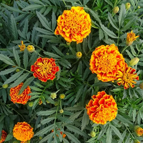 marigolds are among the best plants to naturally repel pests in your yard