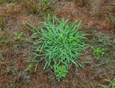 Mature crabgrass plant with visible seed heads, highlighting the thousands of seeds it can produce.