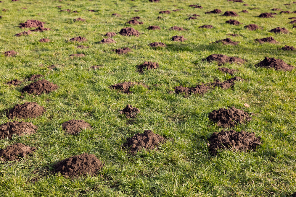 Vole and Mole Damage: How to Identify and Manage Lawn Pests