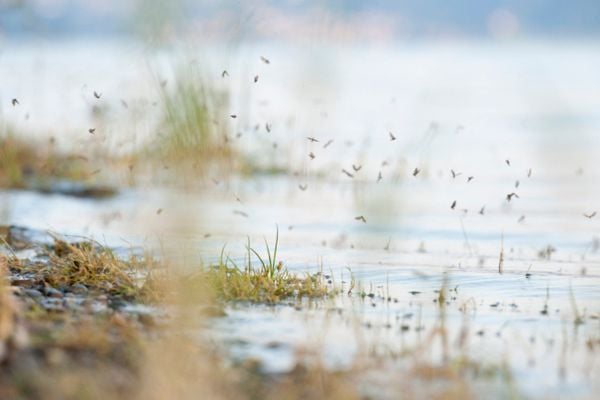 Mosquitoes near freshwater breeding grounds in Cape Cod.